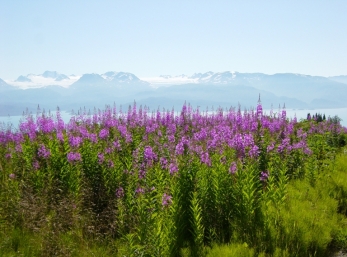 Fireweed