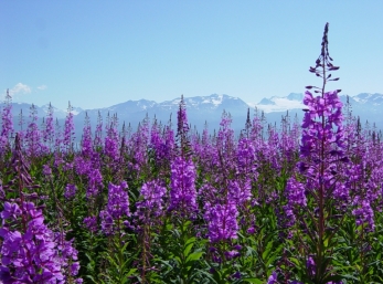 Fireweed below Homer