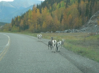 The animals own the roads.