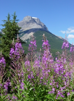 Fireweed and peak