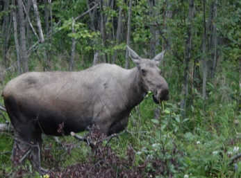 Wolf Lake area.  Momma moose... calf and yearling are nearby in woods.